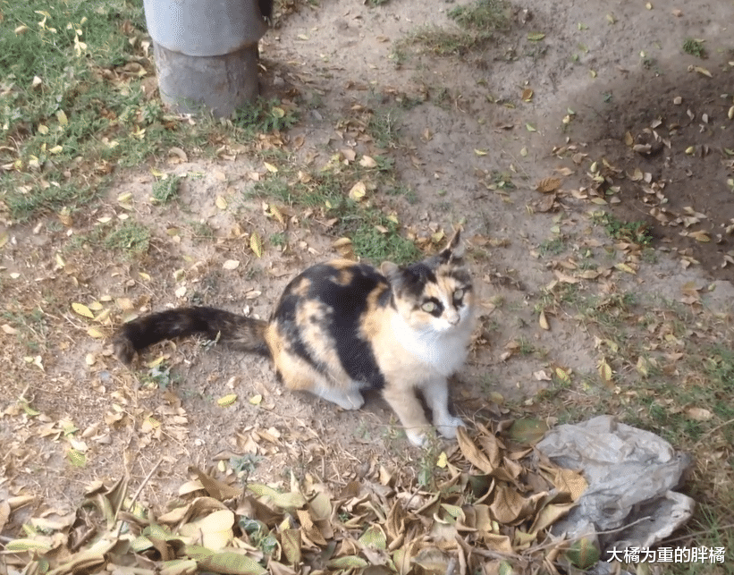 三花猫一直受男子接济，后来的橘猫竟半路拦截男子，却有幸被收养