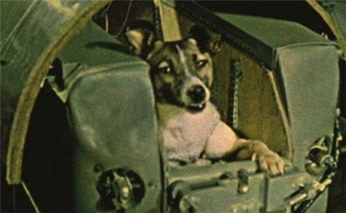 太空|美国将2487只水母送上太空,繁殖到6万只后,专家发觉不大对劲