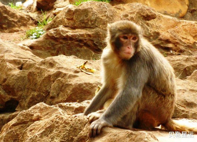 运势|生肖猴：多长个心眼，10月10特别重要，是你人生中最大“转运日”