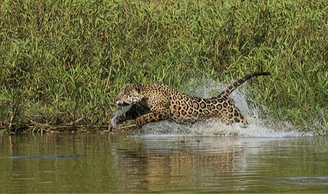 亚马逊河|亚马逊河到底有多可怕？为什么人们不敢在亚马逊河中游泳？