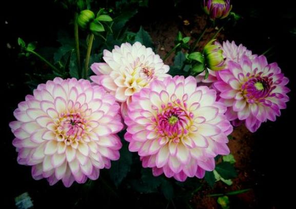 处女座@下个月，桃花浮动，旧爱重缘，爱的炙热，愿得一人心，白首不分离