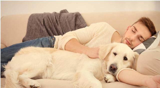 拉布拉多犬有这“8大表现”，说明它爱上你了，看完赶紧抱抱它