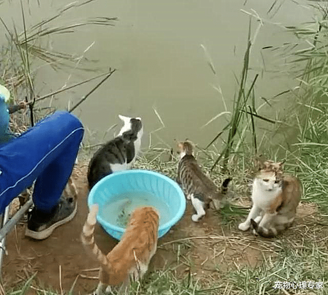 兽医|钓鱼时引来一群猫咪围观，男子满脸愁容：给的压力太大了吧