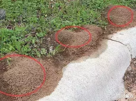 南河警方|太危险！女子景区内被咬，命悬一线！这虫广东很常见，已有多人中招