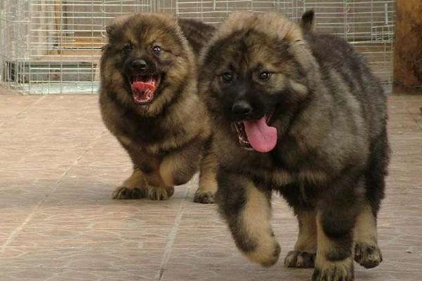 地球上10大猛犬，西藏獒犬和比特犬均上榜，哪种犬最凶猛？