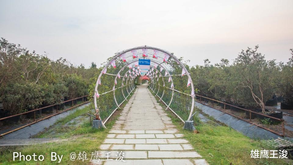 胡杨林|无锡最接近“仙境”的地方，无法抗拒的浪漫，看看你去了吗？