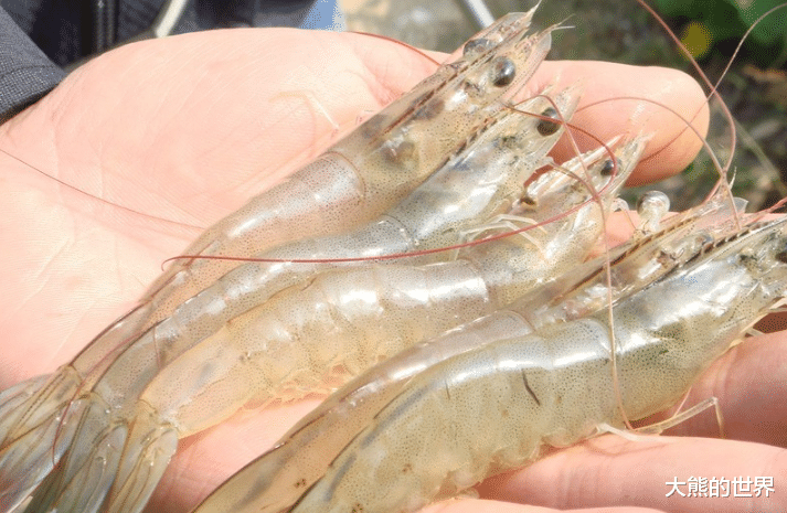 对虾|都是虾，明虾、基围虾、白对虾有什么不同？还是弄懂了再买为好