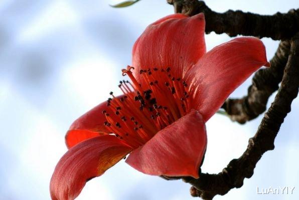 生肖|9月份有“桃花劫”，魅力挡不住的4大生肖，要留心了