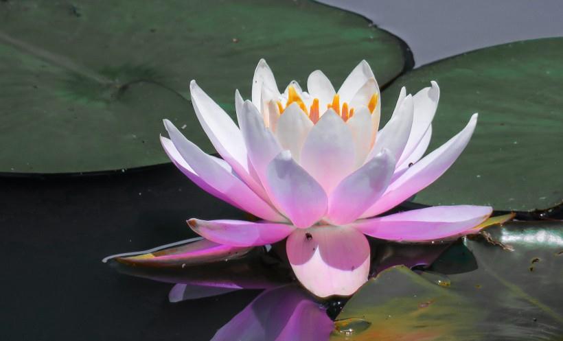 生肖|8月起 赚钱不难，事业有成，一家人安康的四大生肖