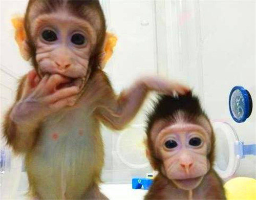 基因@23年前就出现了克隆羊，为何没克隆人？看多莉的下场，你就明白了