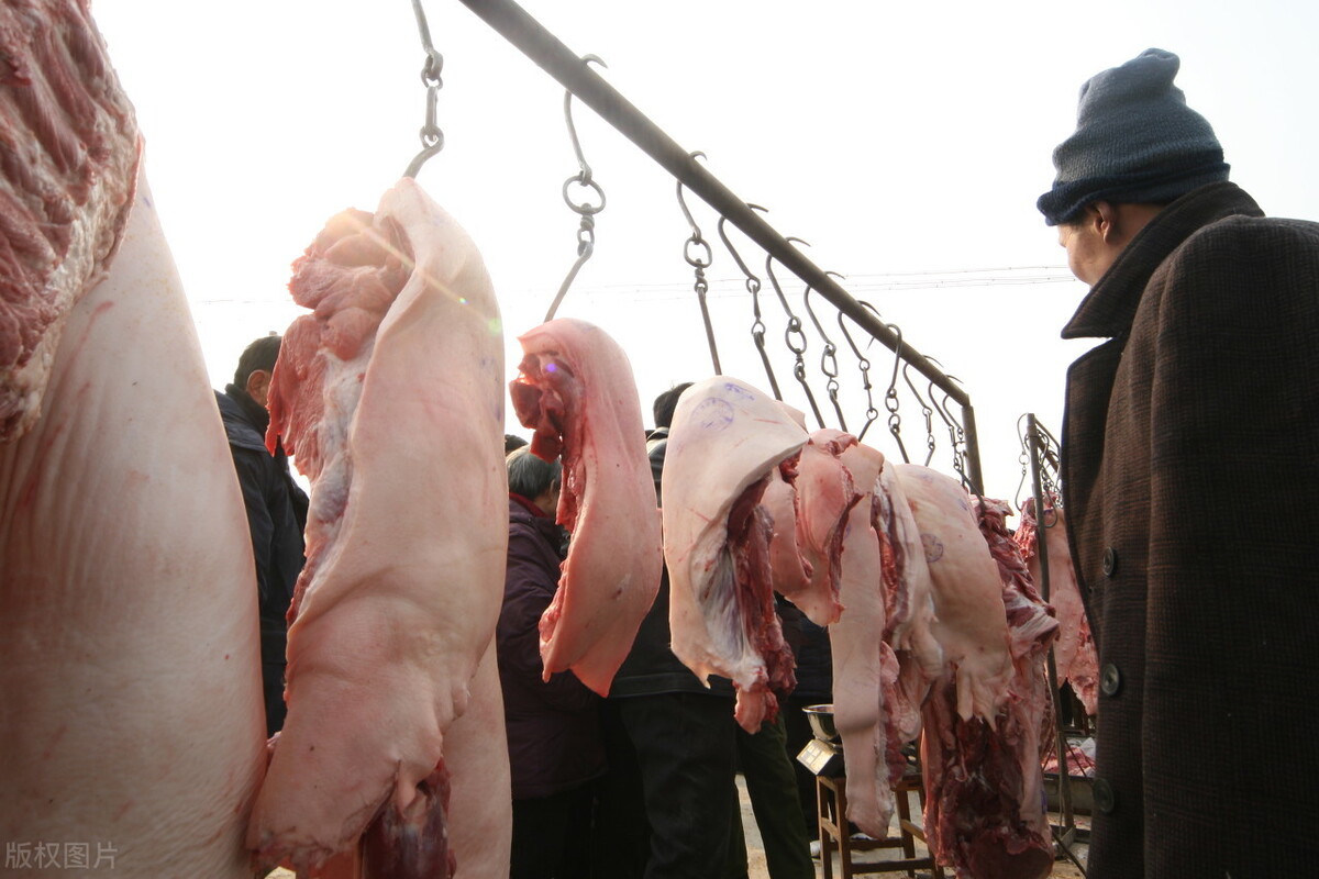 生猪价格 猪价调整信息：今天1月13日，全国最新调价后，生猪，玉米价格