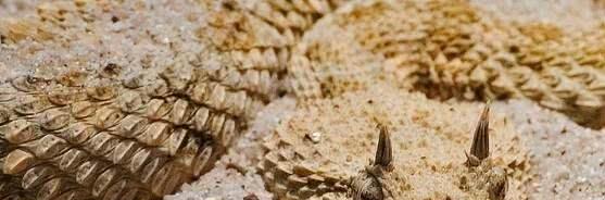 科学家@“鸡冠蛇”真的存在吗？长冠的蛇没有，长角的蛇倒有一些