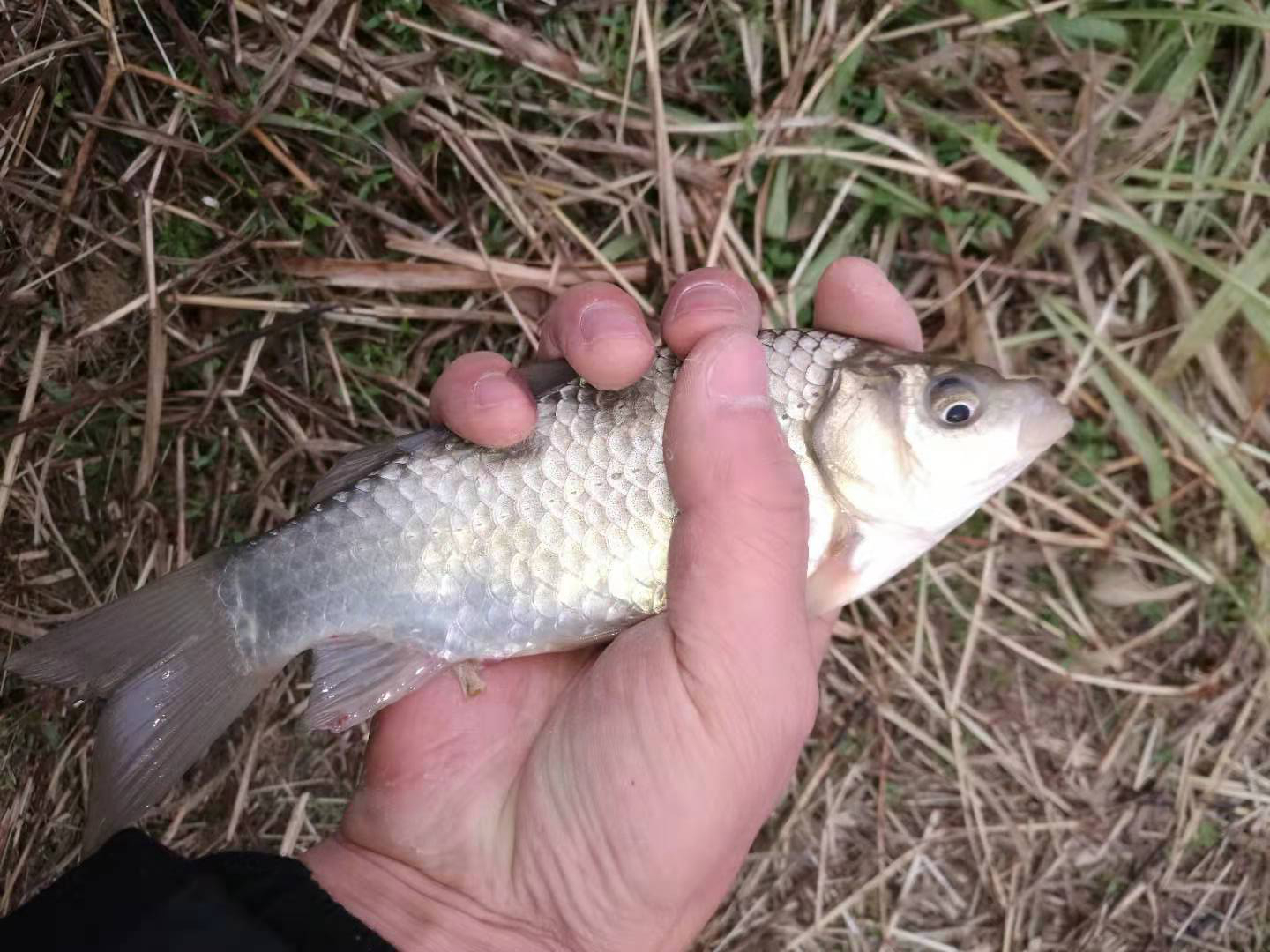 |秋冬季，钓上来的鱼摸在手上是暖的，这是垂钓的最佳时候