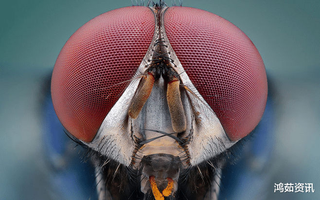 你的眼睛为什么会“欺骗”你？耶鲁科学家在果蝇“复眼”中发现真相！