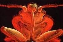 ：臭虫生物特性与危害