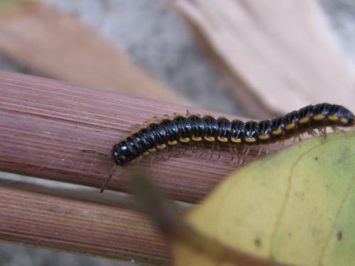 [旅行者]马陆害怕，你……你别看我憨，我能害你于无形