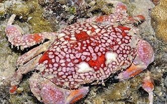 蝙蝠|世界上剧毒的3种生物, 在它们面前, 眼镜王蛇都不值一提