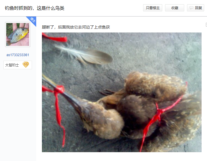 「」贴吧钓鱼佬,一群除了鱼,啥都能吊到的家伙