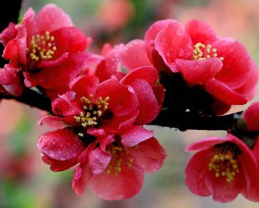 生肖|10月份开始，喜鹊登门来报喜，4属相好事多多，财源滚滚进家门