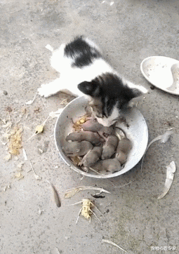女子家里发现一窝老鼠，想让猫咪试试手，不料接下来画风却很清奇