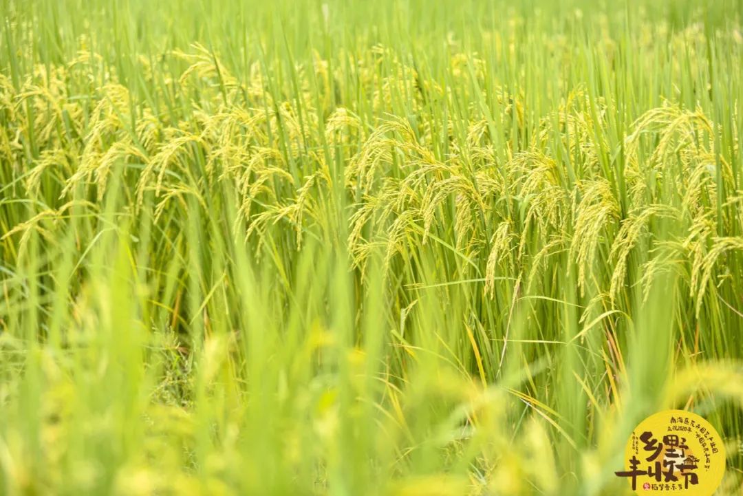 玛丽莲·曼森|乡野丰收节+稻梦音乐节嗨爆全场！里水乡村又有新点玩，期待！