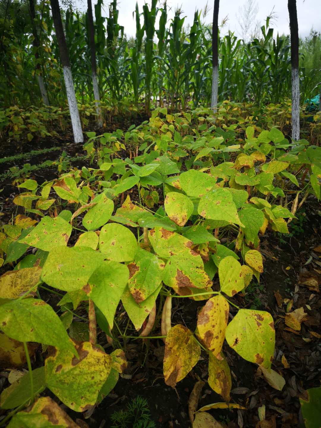 |初秋钓大鲫，揭秘老渔人的必杀技