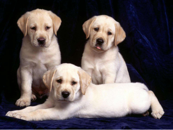 家里的宠物狗都很温顺，即使挨打也不反抗，或许它们也有想法吧