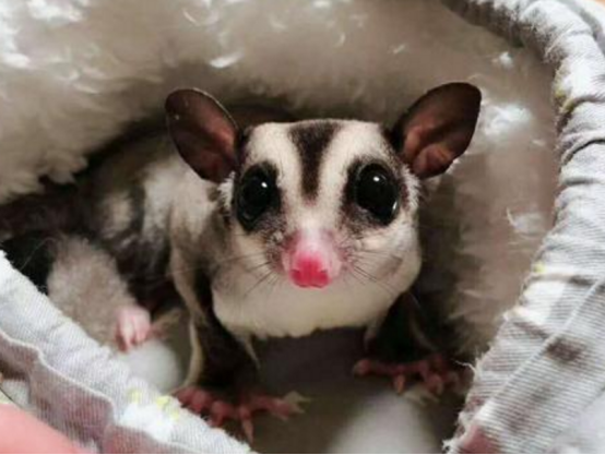 养蜜袋鼯的好处很多，但也要有所注意，这种宠物比较特殊