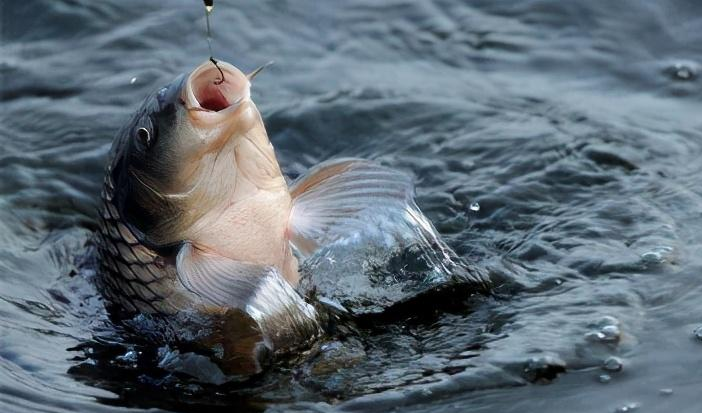 玉米|钓鱼高手分享秋天钓大鱼窝料的制作方法，好用就怕你鱼竿不够结实