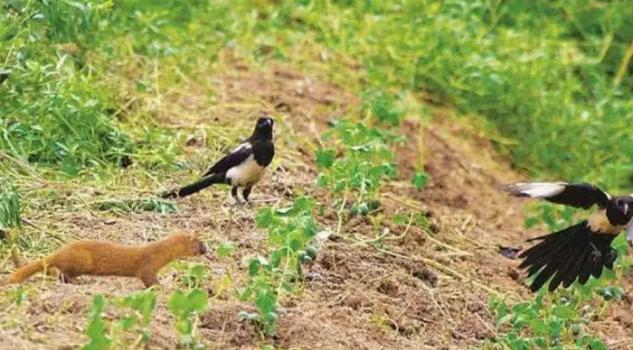 黄鼠狼|人类为什么不能杀黄鼠狼？不是迷信，原来真有其事！