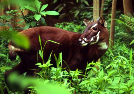 「苏门答腊」盘点世界上十种将面临濒危的物种