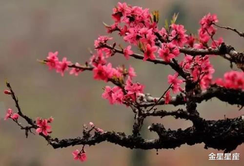 【】6月19号财星送财，有意外之财进账，3生肖必有大喜挡不住