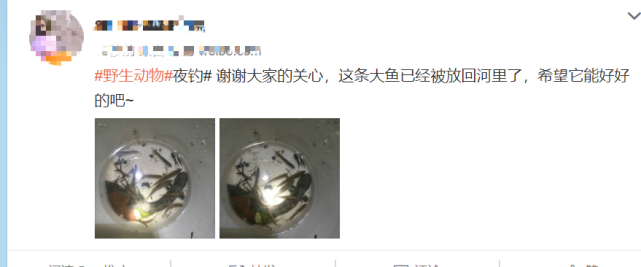 【娃娃鱼】河边夜钓,水中“大鲶鱼”竟爬上岸,小伙抓住却不知如何处理