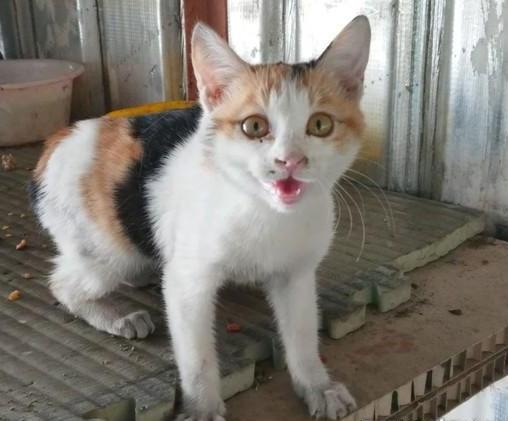 狗比人受欢迎，自来三花猫刚到家就缠上狗狗，一猫一狗相处和谐