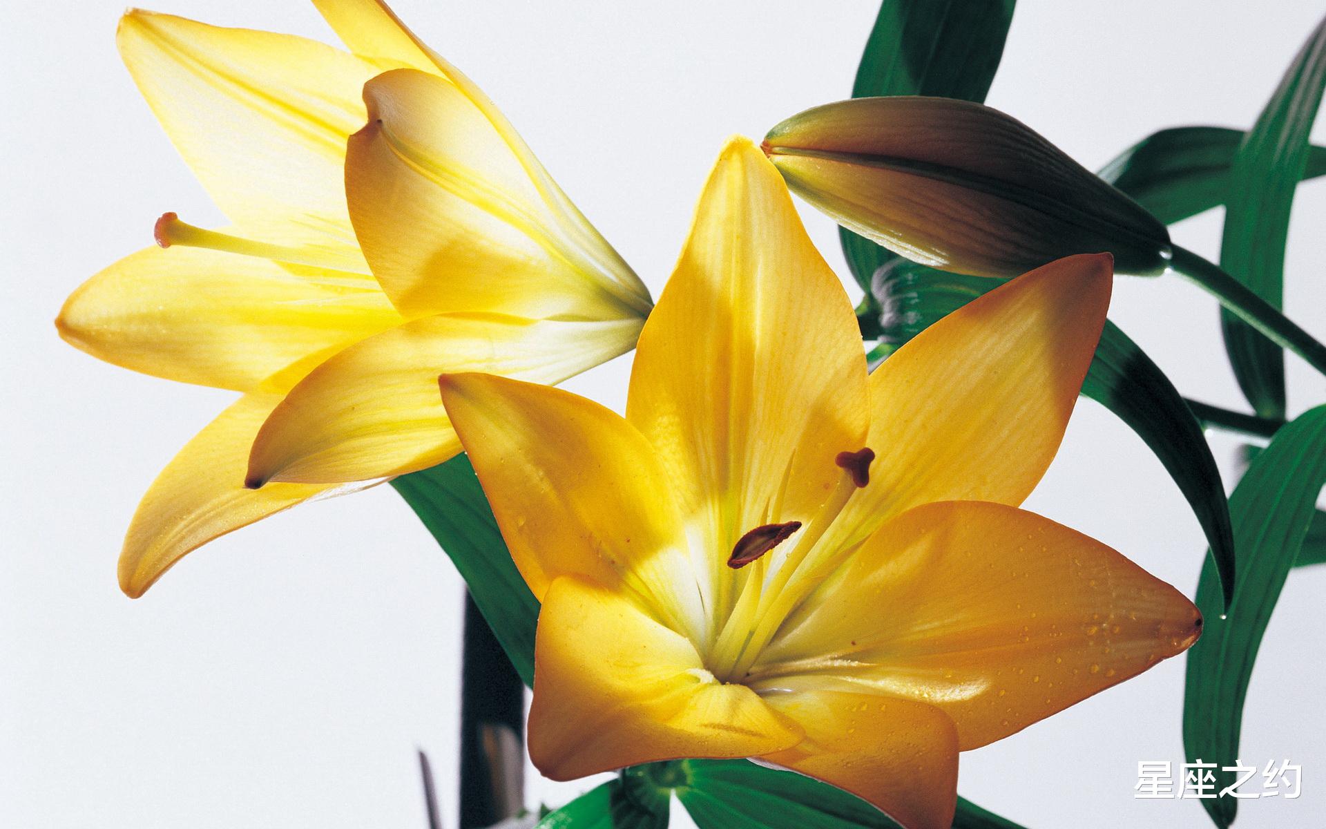 白羊座|在11月中旬，彼此欣赏，畅谈心声，荣获挚爱的三大星座