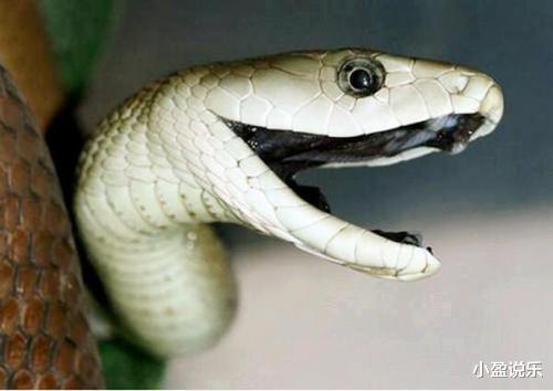 黑曼巴蛇|“沙漠死神”黑曼巴蛇横行非洲，也逃不过平头哥带队的捕蛇小队