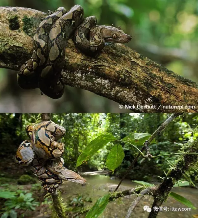 |世界上最长的蛇可以有多长?