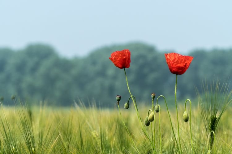 柳暗花明|10月，姻缘回首，爱情柳暗花明，逐渐明朗，终将复合的四大星座