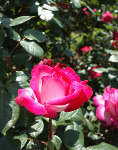 轮到你了|7月下旬吉星加身，4属相运势攀升，财路大开，生活处处有惊喜