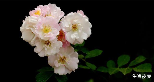 [十二星座]5月，冰释前嫌，重拾旧爱，3生肖情深意切，爱意未减，执手相爱