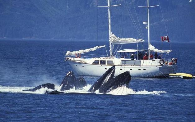 鲸鱼：净化空气的王者不是树木而是它，科学家：相当于20亿颗树同时发力