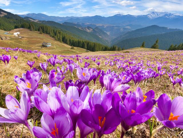 结婚|未来四个月能让深爱之人着迷的4个星座，始终如一的魅力