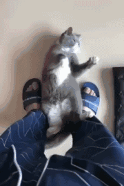 天猫|上过学的动物们就是不一样