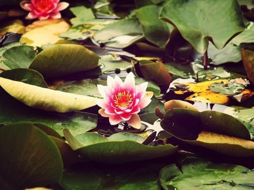 生肖|8号、9号、10号三天，遇见好运，定能金玉满堂的4大生肖