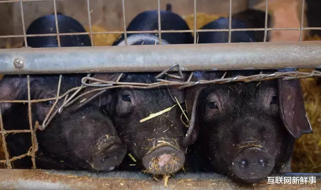 电影▲万科入局!大厂为什么都要养猪?