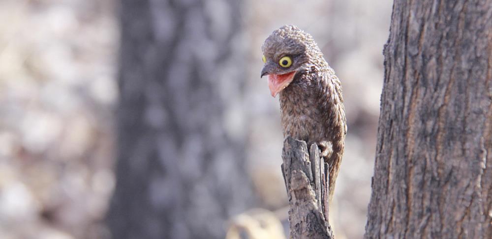 「」“最”辛酸的鸟类，为了躲避天敌假装自己是枯枝，一装就得一辈子
