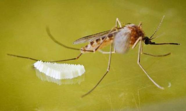 蚊子|夏天室内蚊虫真烦人，教你一招，把纱窗用它来代替，实用多了