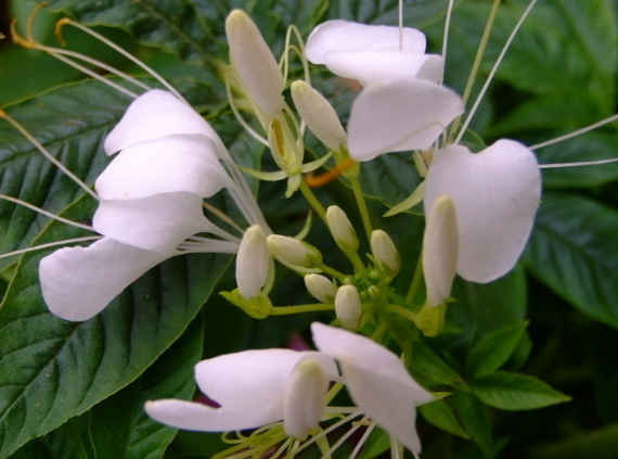 「」进入5月，4属相吉星当头，好运到来，富贵满堂，生活顺风顺水