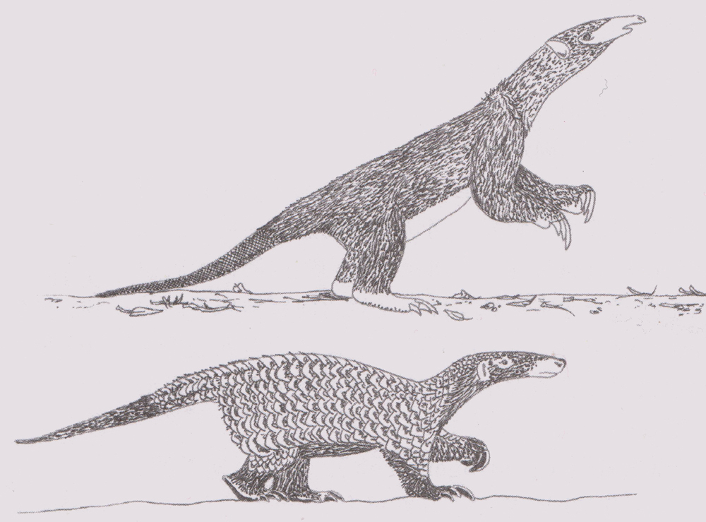 穿山甲▲穿山甲：兽王血统食蚁心，全球被走私最多的野兽