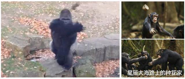 「老虎」王者对决：银背大猩猩遇到老虎！结果会怎样？